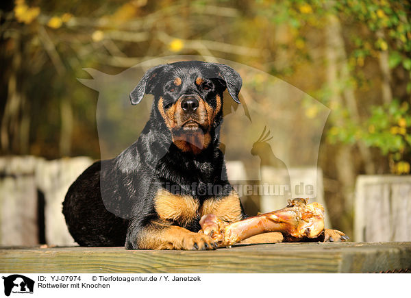 Rottweiler mit Knochen / Rottweiler with bone / YJ-07974