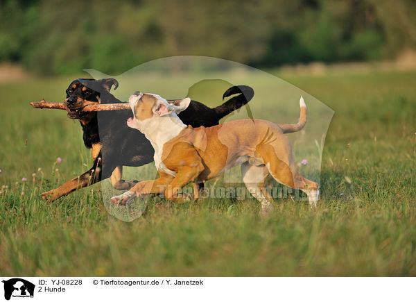2 Hunde / 2 dogs / YJ-08228