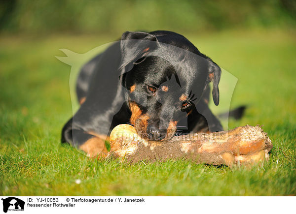fressender Rottweiler / eating Rottweiler / YJ-10053