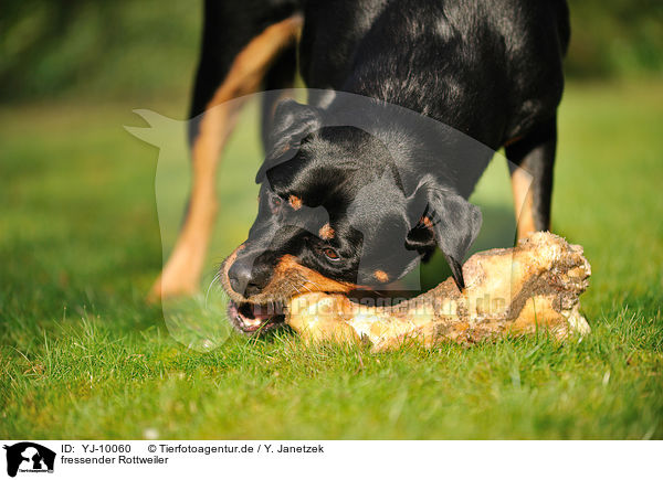 fressender Rottweiler / eating Rottweiler / YJ-10060