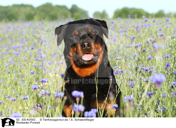 Rottweiler Portrait / SS-40593