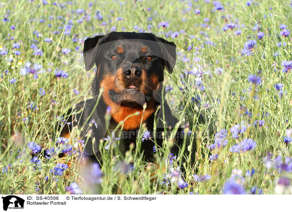Rottweiler Portrait / SS-40598
