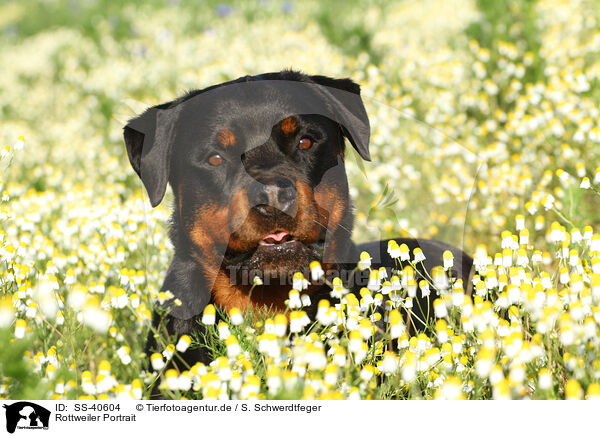 Rottweiler Portrait / SS-40604