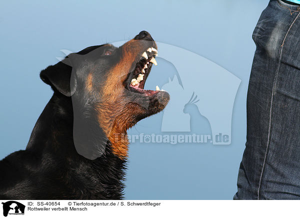 Rottweiler verbellt Mensch / barking Rottweiler / SS-40654