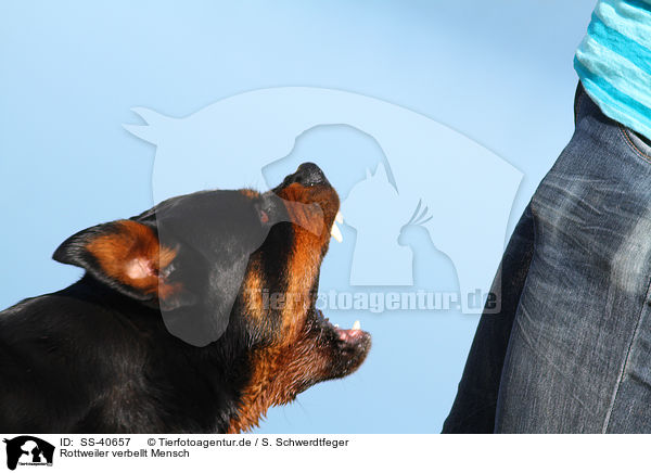 Rottweiler verbellt Mensch / barking Rottweiler / SS-40657