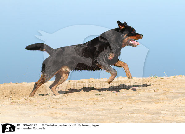 rennender Rottweiler / SS-40673