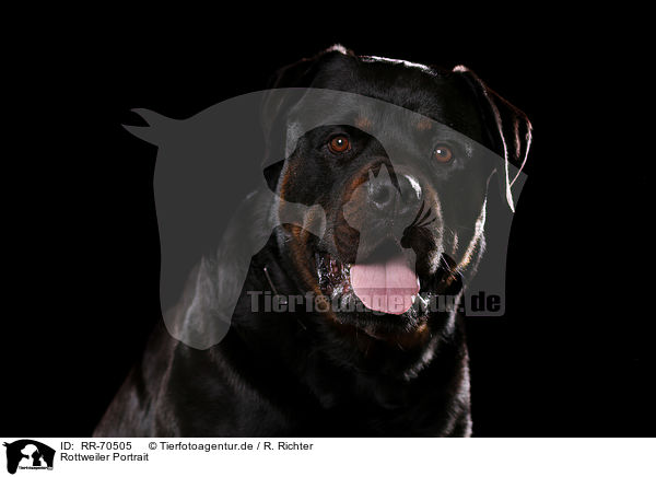 Rottweiler Portrait / Rottweiler Portrait / RR-70505