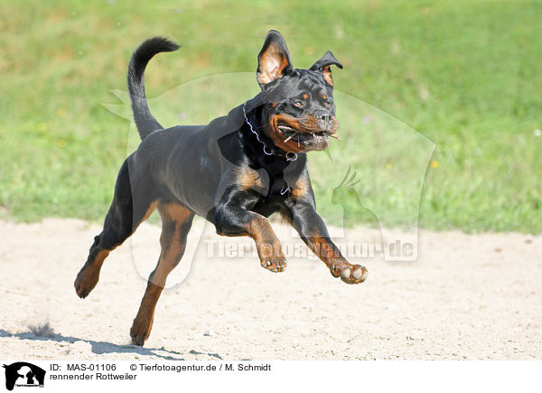 rennender Rottweiler / running Rottweiler / MAS-01106