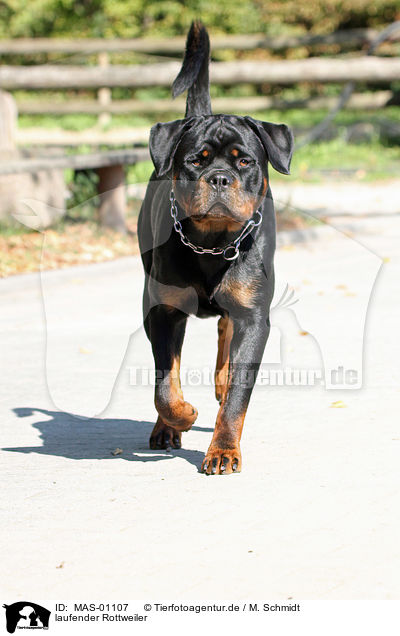 laufender Rottweiler / walking Rottweiler / MAS-01107