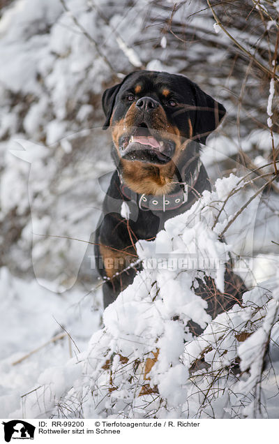 Rottweiler sitzt im Schnee / Rottweiler sits in the snow / RR-99200