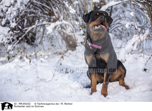 Rottweiler sitzt im Schnee / Rottweiler sits in the snow / RR-99202