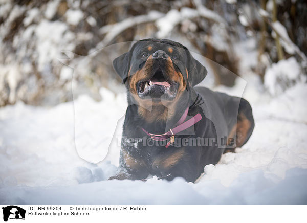 Rottweiler liegt im Schnee / Rottweiler lies in the snow / RR-99204