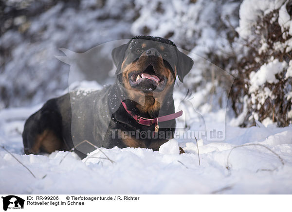 Rottweiler liegt im Schnee / Rottweiler lies in the snow / RR-99206