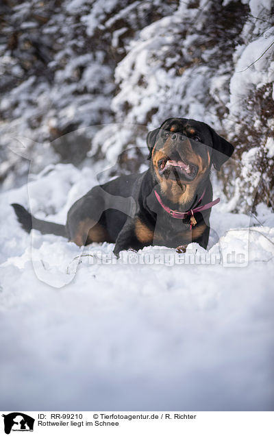 Rottweiler liegt im Schnee / Rottweiler lies in the snow / RR-99210