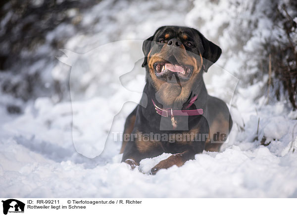 Rottweiler liegt im Schnee / Rottweiler lies in the snow / RR-99211