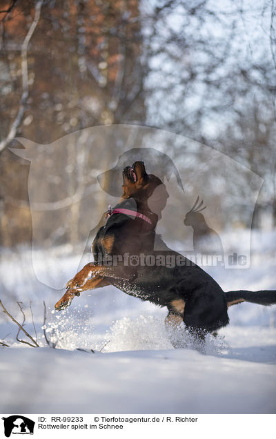 Rottweiler spielt im Schnee / Rottweiler plays in the snow / RR-99233