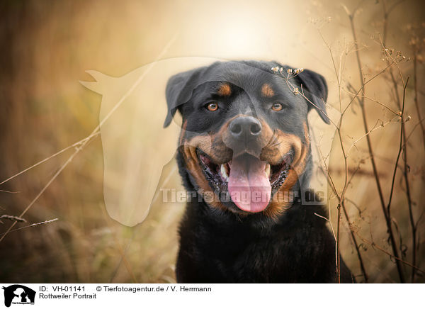 Rottweiler Portrait / Rottweiler Portrait / VH-01141