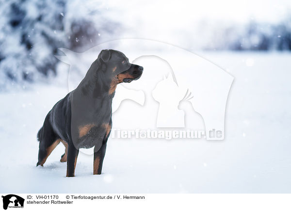 stehender Rottweiler / standing Rottweiler / VH-01170