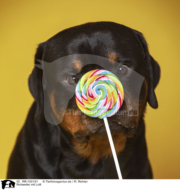 Rottweiler mit Lolli / Rottweiler with lollipops / RR-100191