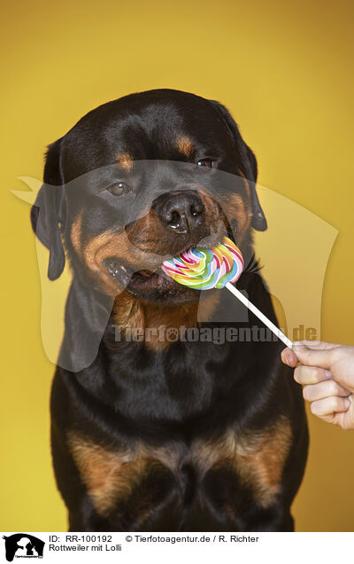 Rottweiler mit Lolli / RR-100192