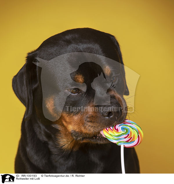 Rottweiler mit Lolli / Rottweiler with lollipops / RR-100193