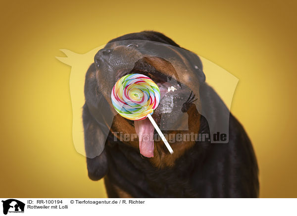 Rottweiler mit Lolli / Rottweiler with lollipops / RR-100194