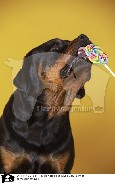 Rottweiler mit Lolli / Rottweiler with lollipops / RR-100196