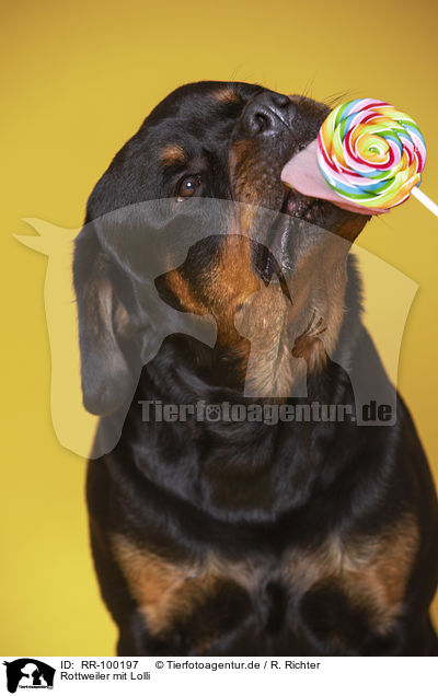 Rottweiler mit Lolli / Rottweiler with lollipops / RR-100197