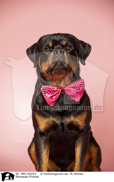 Rottweiler Portrait / RR-100223