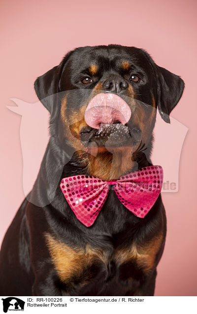 Rottweiler Portrait / RR-100226