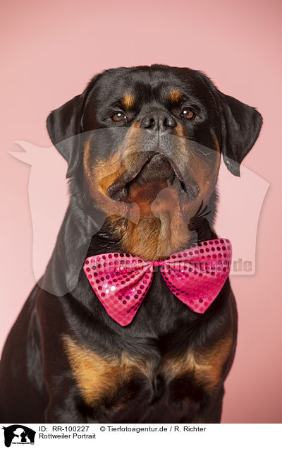 Rottweiler Portrait / RR-100227
