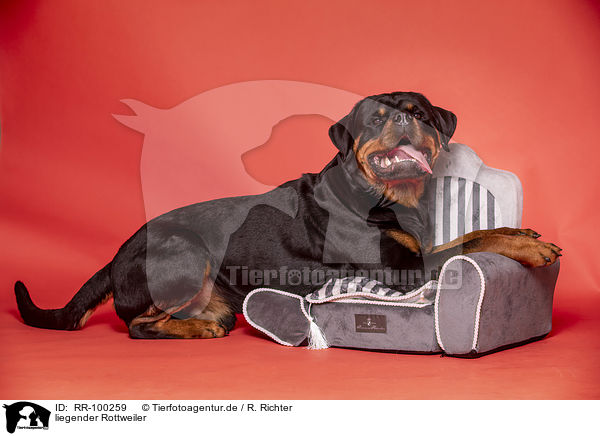 liegender Rottweiler / RR-100259
