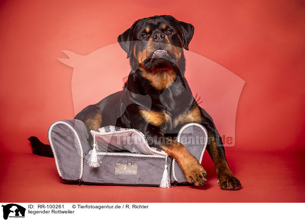 liegender Rottweiler / RR-100261