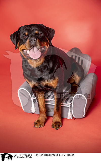 Rottweiler Rde / RR-100263