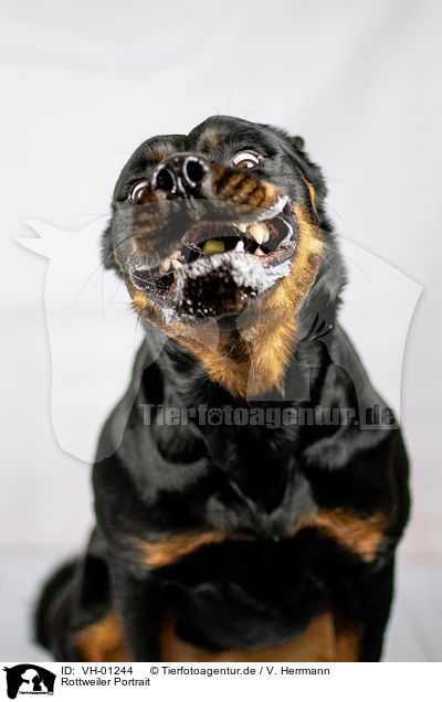 Rottweiler Portrait / VH-01244