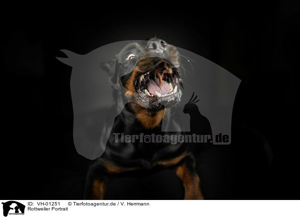 Rottweiler Portrait / VH-01251