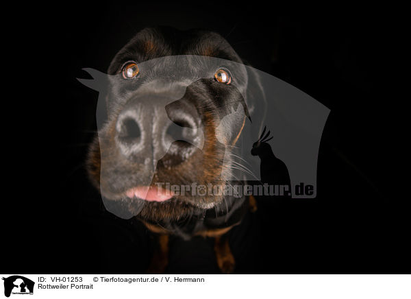 Rottweiler Portrait / Rottweiler Portrait / VH-01253
