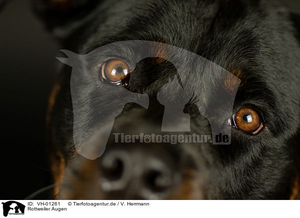Rottweiler Augen / Rottweiler eyes / VH-01261