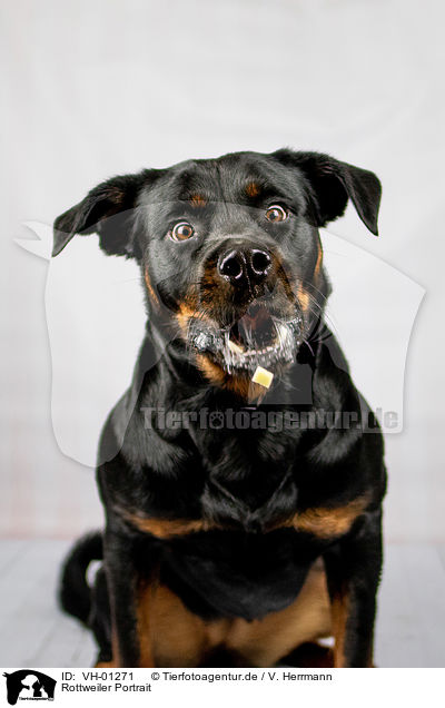 Rottweiler Portrait / Rottweiler Portrait / VH-01271