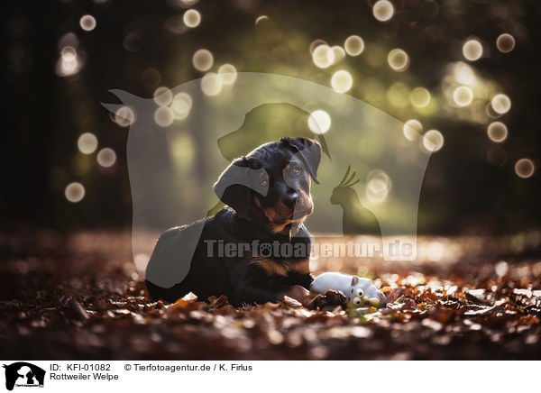 Rottweiler Welpe / Rottweiler Puppy / KFI-01082