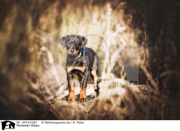 Rottweiler Welpe / Rottweiler Puppy / KFI-01083
