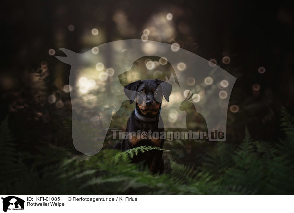Rottweiler Welpe / Rottweiler Puppy / KFI-01085
