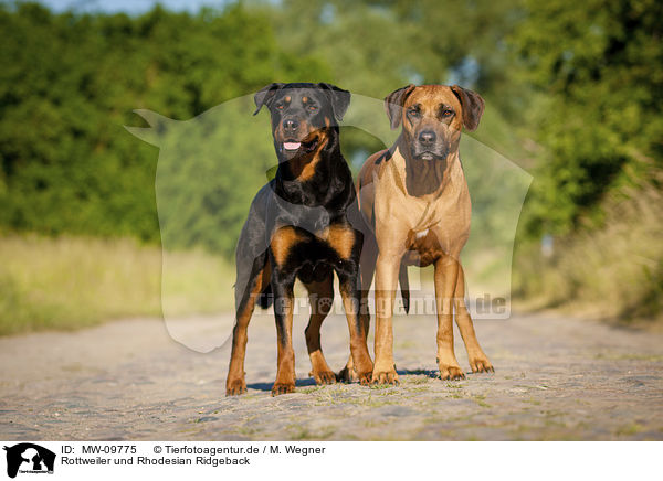 Rottweiler und Rhodesian Ridgeback / MW-09775