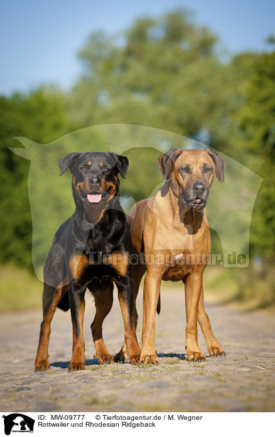 Rottweiler und Rhodesian Ridgeback / MW-09777