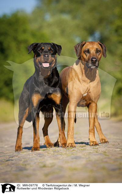 Rottweiler und Rhodesian Ridgeback / MW-09778