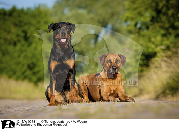 Rottweiler und Rhodesian Ridgeback / MW-09781