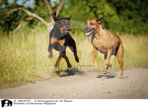 Rottweiler und Rhodesian Ridgeback / MW-09787