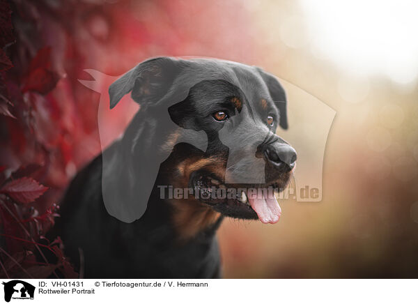 Rottweiler Portrait / Rottweiler Portrait / VH-01431
