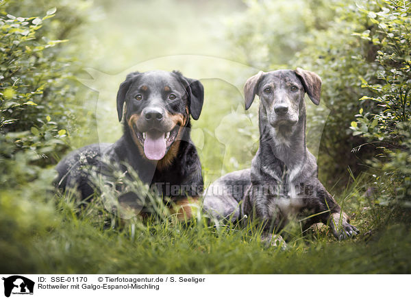 Rottweiler mit Galgo-Espanol-Mischling / SSE-01170
