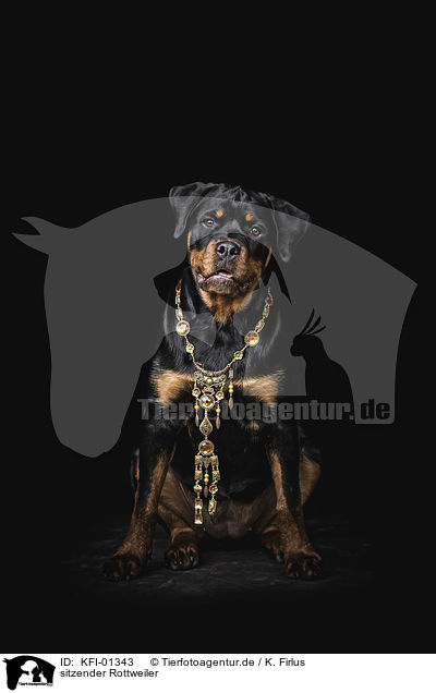 sitzender Rottweiler / sitting Rottweiler / KFI-01343
